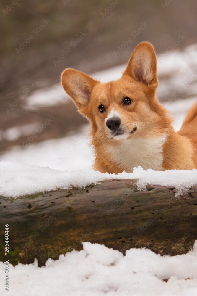Red and white Corgi portrait Red and white Corgi portrait