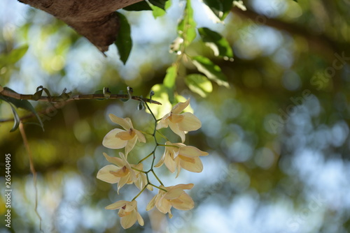 Wild orchid flowers Is a rare flower that exists in the rainforest of Thailand