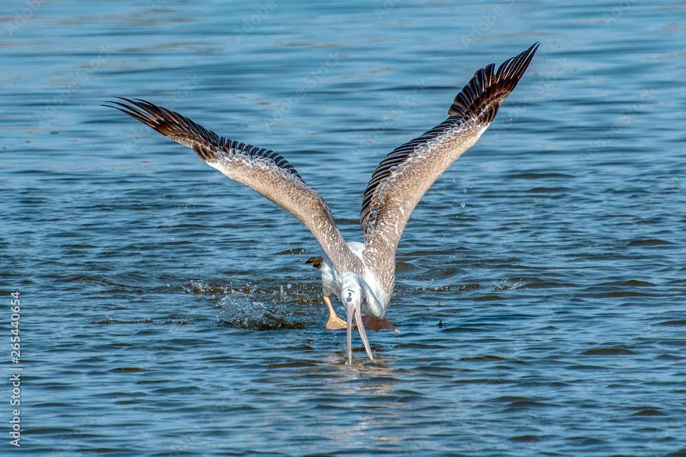 Great white pelican taking flight - river in Africa - The Gambia Great white pelican taking flight - river in Africa - The Gambia