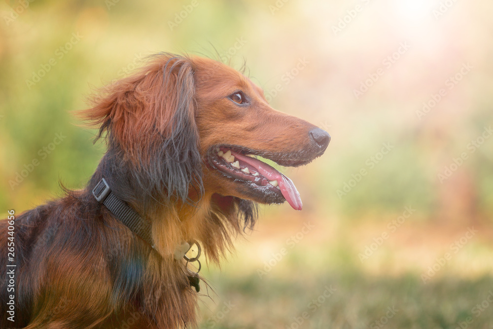 portrait of a teckel dog