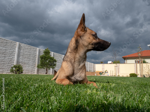 Brown dog sitting on green grass. Blue sky with dark clouds in background. Dog on grass.