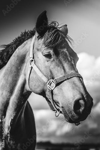 Head closeup of a horse standing on meadow, on farm in sunny day. Black and white