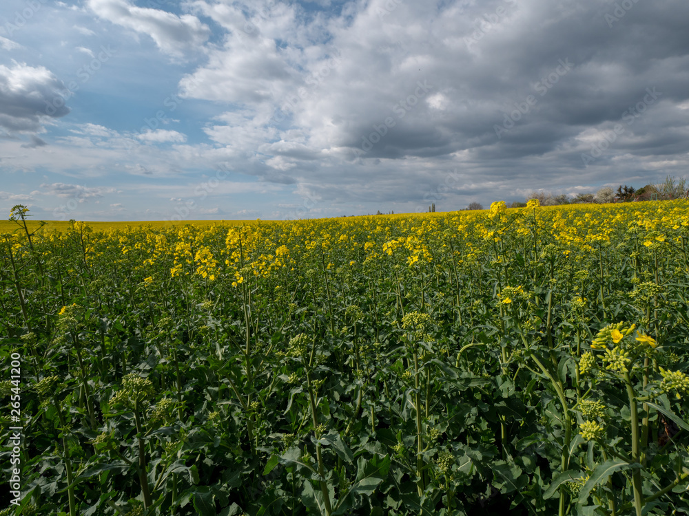 Beautiful landscape of bright yellow rapeseed in spring. Yellow flowers of rapeseed. Blue sky with white clouds over the field.