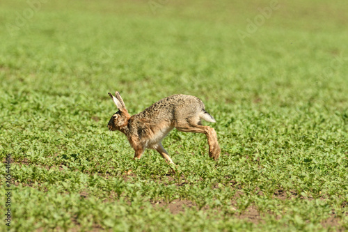 Wild brown hare runs along a farm meadow in the spring © Pavol Klimek