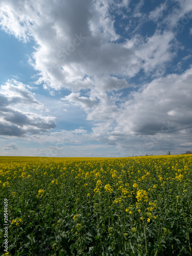 Beautiful landscape of bright yellow rapeseed in spring. Yellow flowers of rapeseed. Blue sky with white clouds over the field.