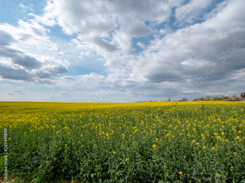 Beautiful landscape of bright yellow rapeseed in spring. Yellow flowers of rapeseed. Blue sky with white clouds over the field.