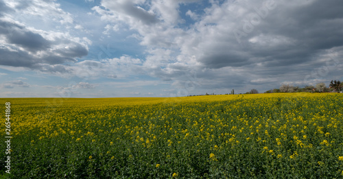 Beautiful landscape of bright yellow rapeseed in spring. Yellow flowers of rapeseed. Blue sky with white clouds over the field.