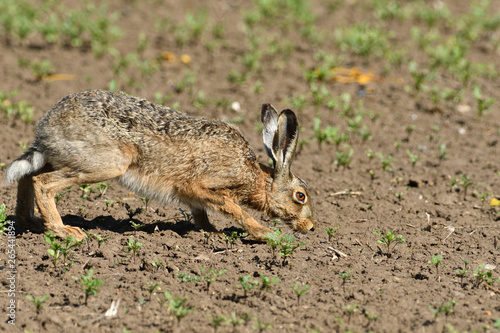 Brown hare eats spring grass on the meadow