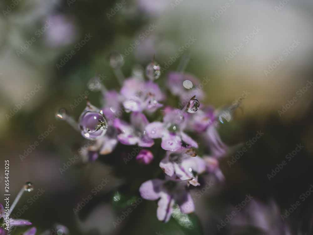 After rain. Rain drop closeup. Water drop on flower. After rain. Rain drop closeup. Water drop on flower.