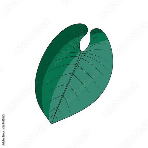 Philodendron on the white background