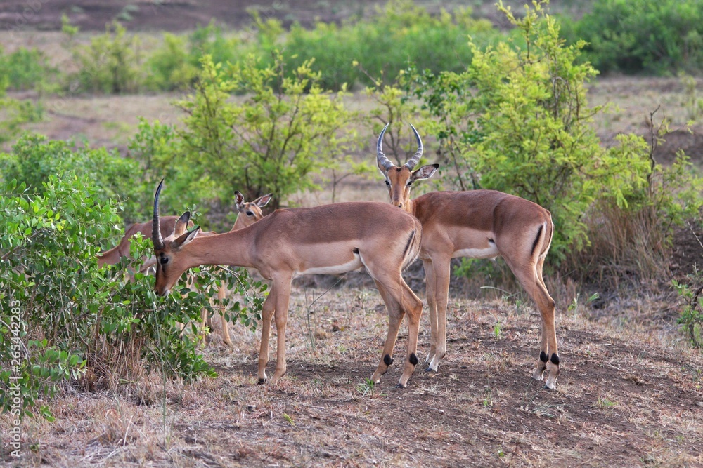 des impalas en Afrique du Sud des impalas en Afrique du Sud
