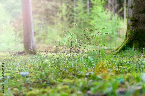 Young tree branches on a forest floor in bright sunlight