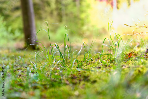 young grasses on a forest floor in spring