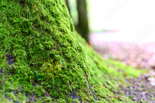 Tree in the forest covered with a carpet of moss