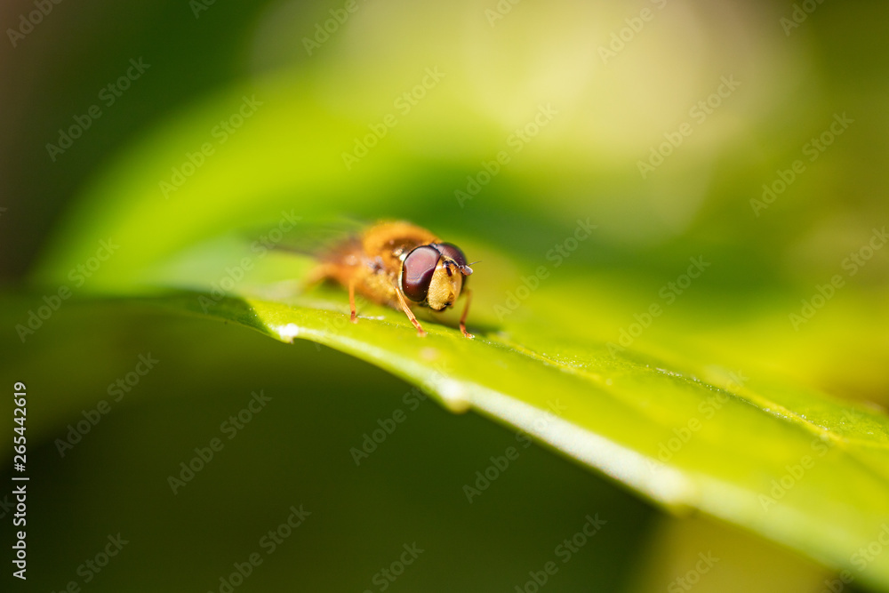 hover fly head 2 hover fly head 2