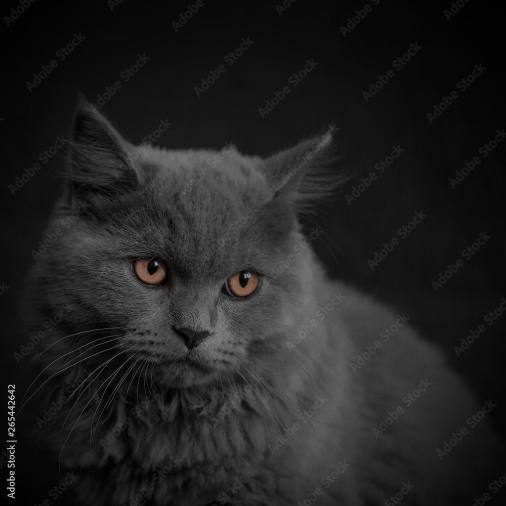 British cat in the dark with orange eyes