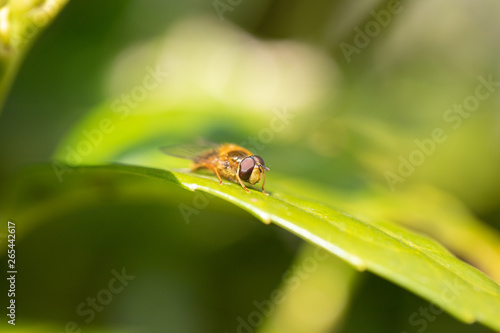 hoverfly side