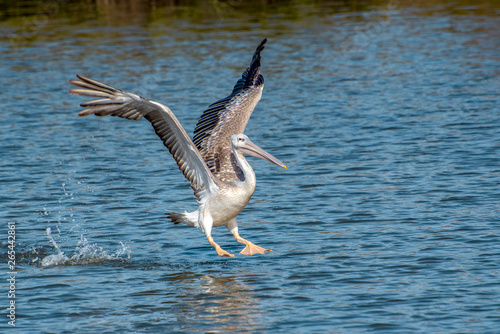 Great white pelican taking flight - river in Africa - The Gambia © mirecca