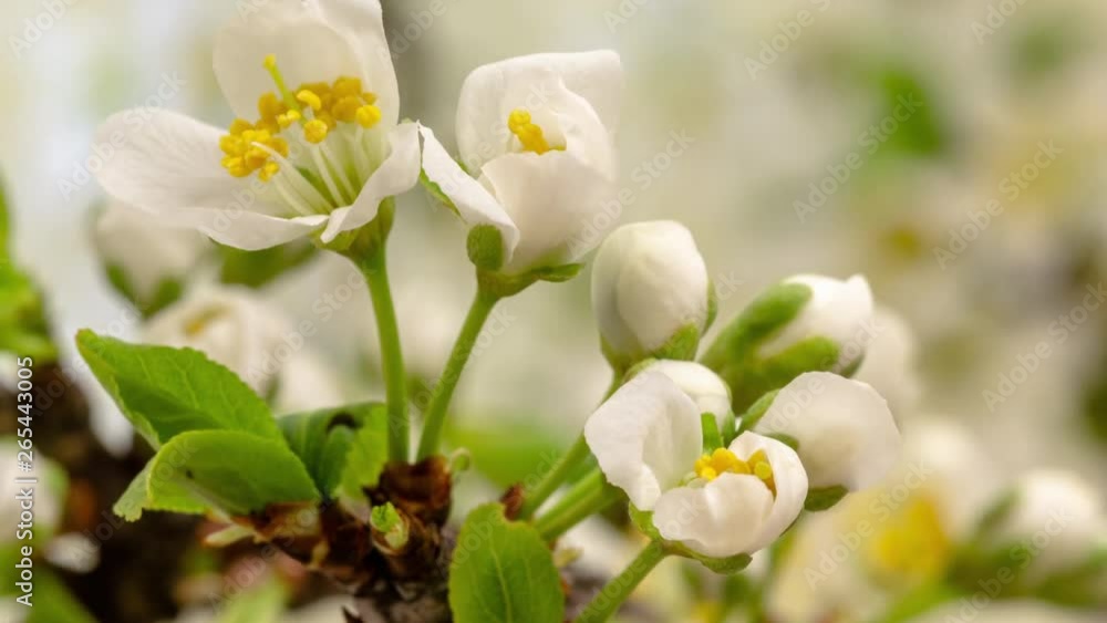 Plum Fruit Flower Blossom Timelapse on a yellow background