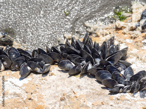 Mussels on rocks at low tide, natural coastal environment.