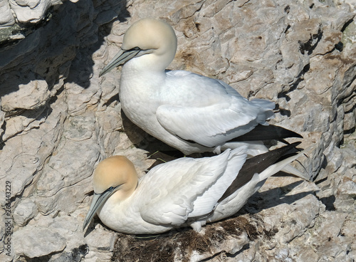 Gannets at Bempton colony on the chalk cliffs, east coast of Yorkshire, UK.