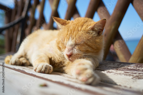 Śpiący kot na ławce w słoneczny dzień