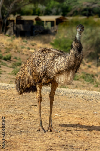 Standing Emu