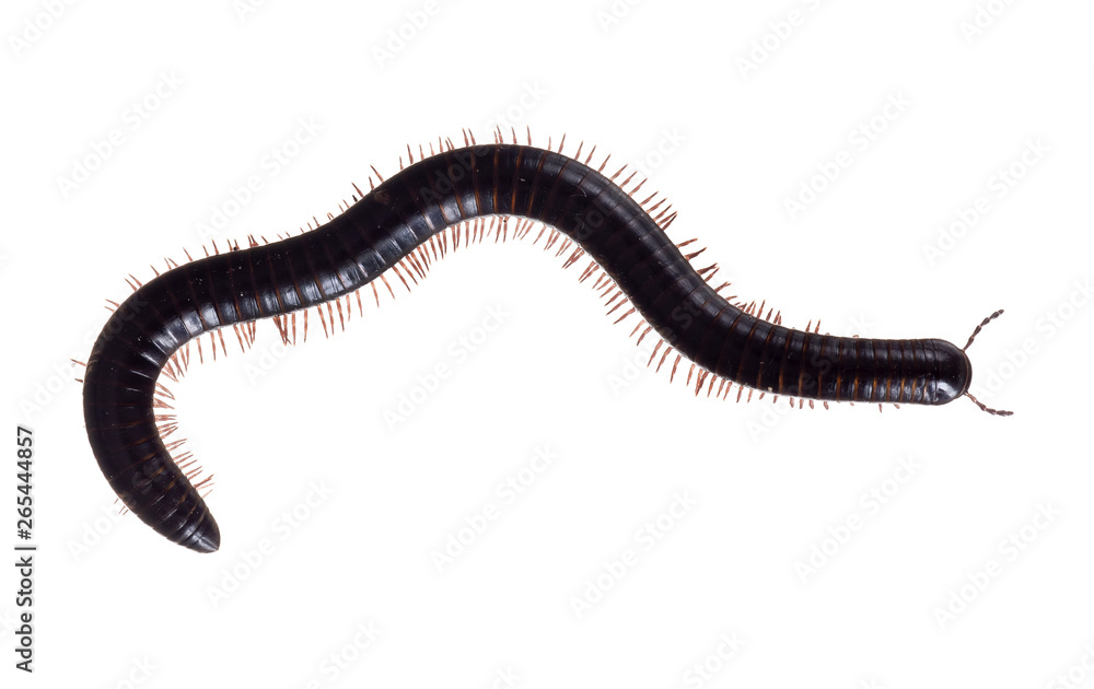 Julidae. Dark brown and orange millipede, about 7cm long, Europe. The ultimate creepy crawly. Isolated on white background. Julidae. Dark brown and orange millipede, about 7cm long, Europe. The ultimate creepy crawly. Isolated on white background.