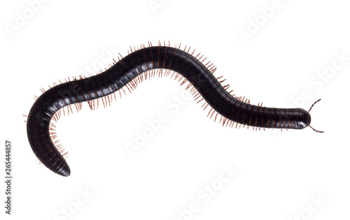 Julidae. Dark brown and orange millipede, about 7cm long, Europe. The ultimate creepy crawly. Isolated on white background.