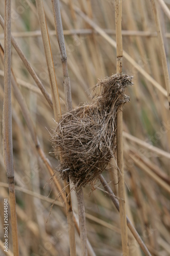 Nest eines Teichrohrsängers im Schilf - Acrocephalus scirpaceus photo