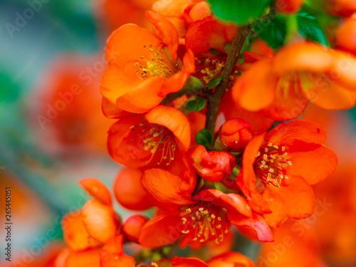 Bright orange flowers on the bush photo