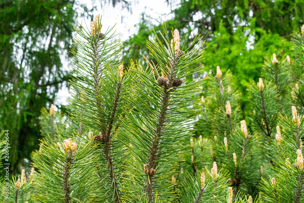 Green branch of a tree Green branch of a tree