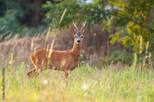 Roe deer buck, capreolus capreolus, in summer on a meadow with tall grass. Wild deer in nature. Roebuck watching alertly.