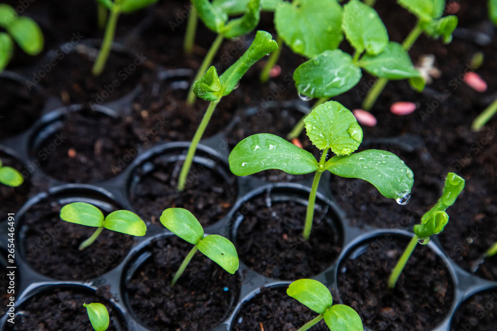 Organic melon seedlings in Seedling tray under greenhouse. Organic melon seedlings in Seedling tray under greenhouse.