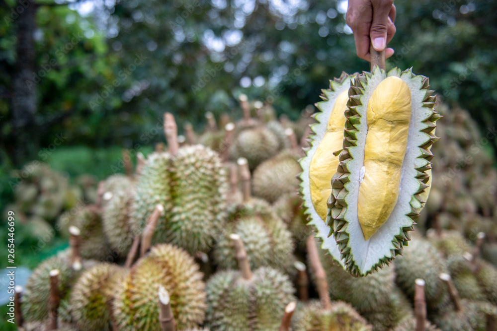 Gardeners are casing durian. Yellow is beautiful to eat. Gardeners are casing durian. Yellow is beautiful to eat.