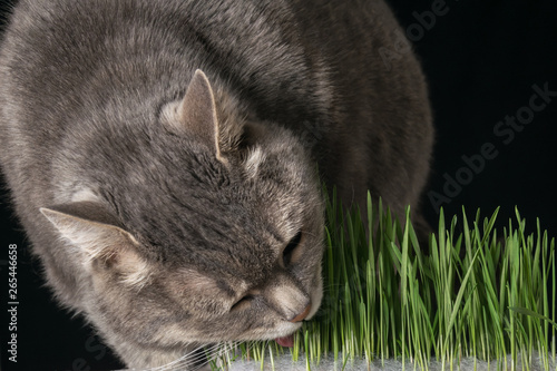 Gray cat eating green grass.