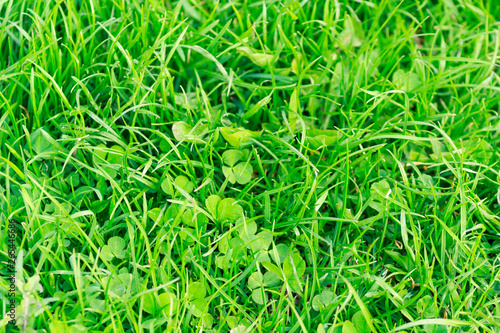 Field of a green clover background. Clovers three leaf. .