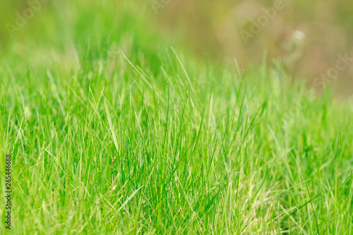Perfect green background by the fresh grass on the blurred background.