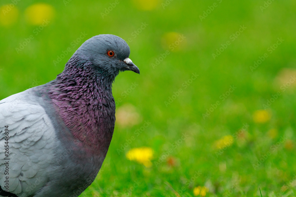Pigeon is questioning. The bird walking on the green meadow. Pigeon is questioning. The bird walking on the green meadow.