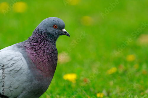 Pigeon is questioning. The bird walking on the green meadow.
