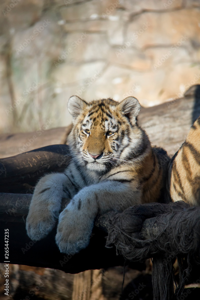 Naklejka premium Tiger cub. Panthera tigris altaica.