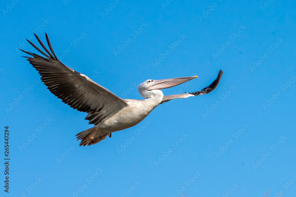 Obraz premium Great white pelican taking flight - river in Africa - The Gambia