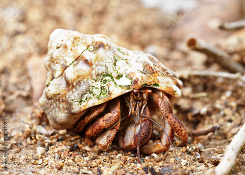 Close-up of a hermit crab (Coenobitidae) that protects a shell, near the beach, surrounded by leaves and twigs, narrow focus area with blur background - Location: Caribbean, Guadeloupe