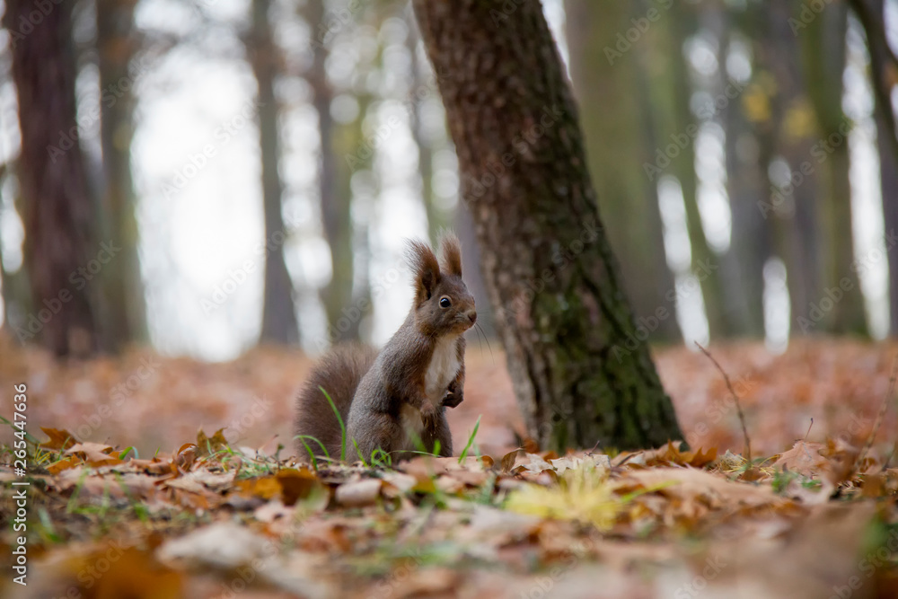Squirrel in autumn forest. Sciurus vulgaris. Czech Republic. Squirrel in autumn forest. Sciurus vulgaris. Czech Republic.