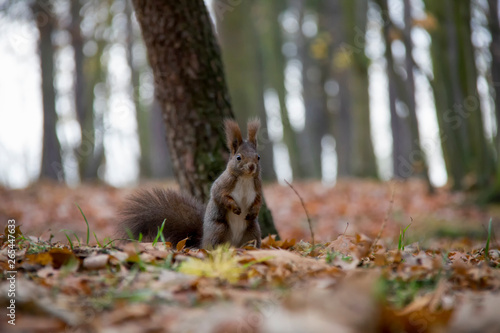 Posing squirrel in forest. Sciurus vulgaris. Czech Republic.