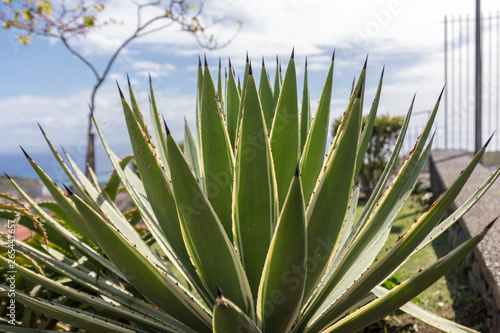  Green big leaves of Agave Succulent Plant