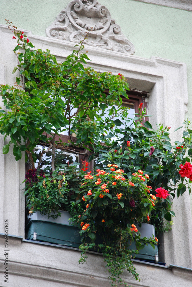 Ein Fenster, dicht mit Blumen bewachsen
