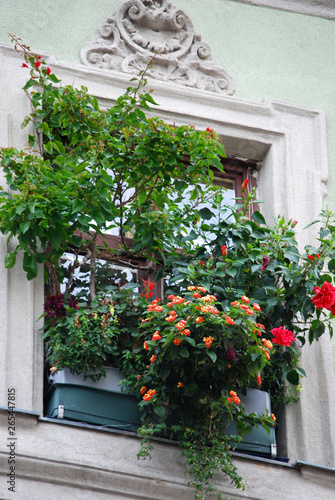 Fototapeta Naklejka Na Ścianę i Meble -  Ein Fenster, dicht mit Blumen bewachsen