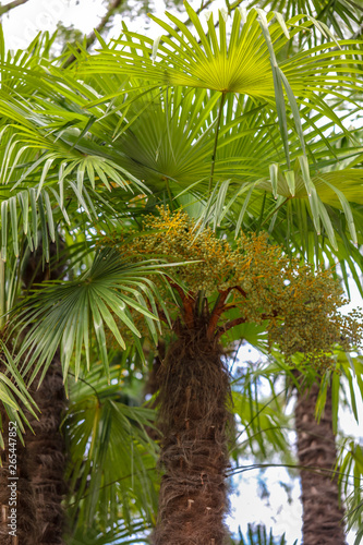 Palm trees in the park. Subtropical climate