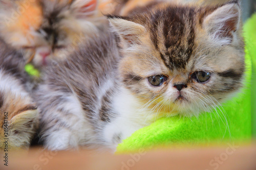 cute persian baby kitten photo